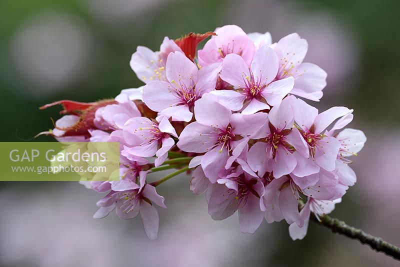 Prunus sargentii flowers in spring