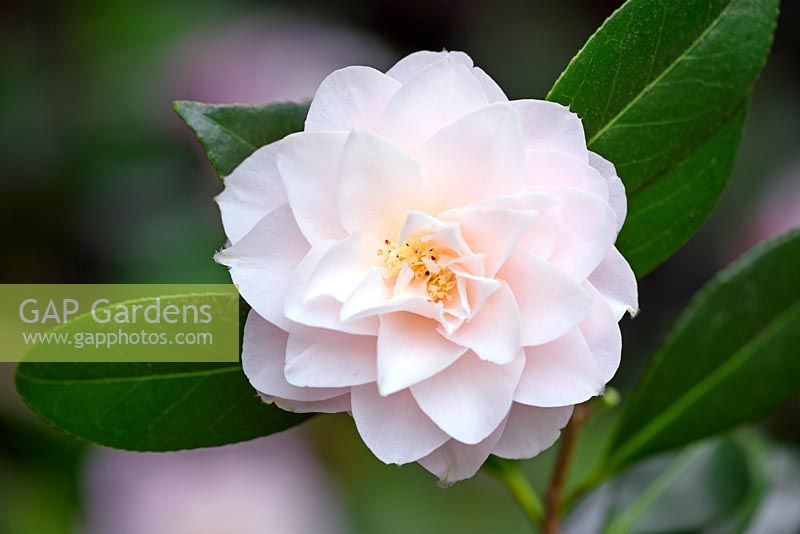 Camellia japonica 'Virgin's Blush'