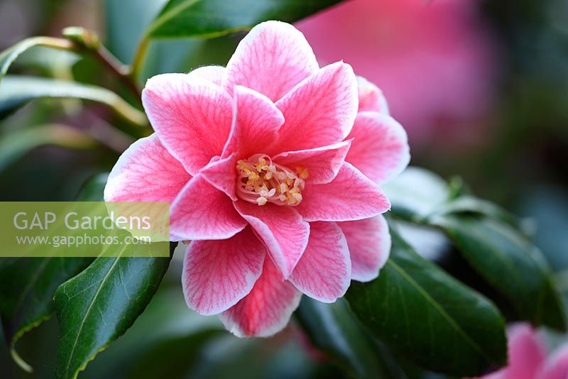 Camellia japonica 'Finlandia'