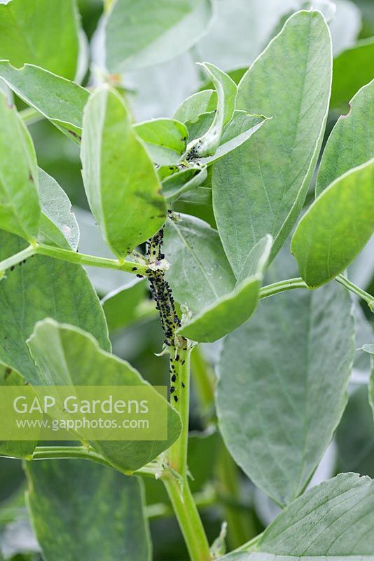 Blackfly on Broad Bean plants