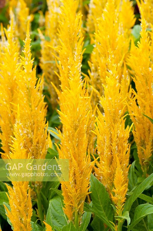 Celosia plumosa 'Fresh Look Gold'