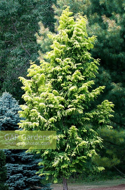 Metasequoia glyptostroboides 'Goldrush'
