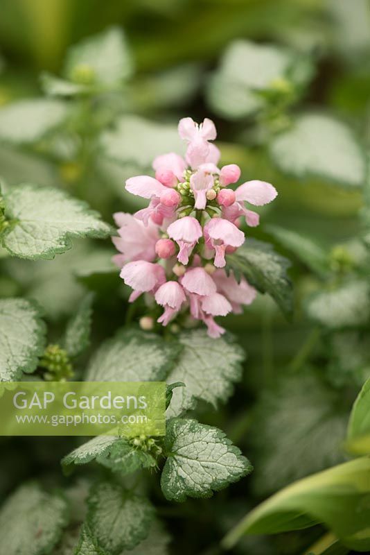 Lamium maculatum 'Pink Pewter' - spotted deadnettle