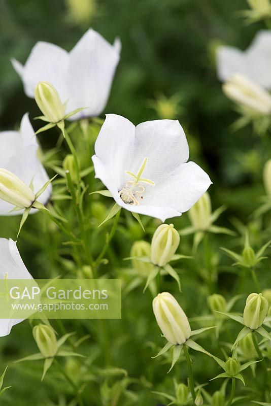 Campanula carpatica White Clips. syn. 'Weisse Clips' - Carpathian Bellflower