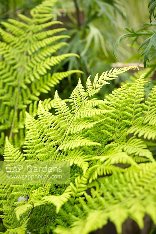 Dryopteris affinis - golden shield fern