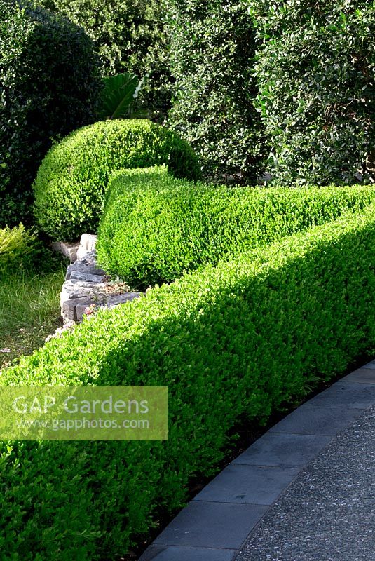 Buxus Hedge Stock Photo By Visions Image 0592948
