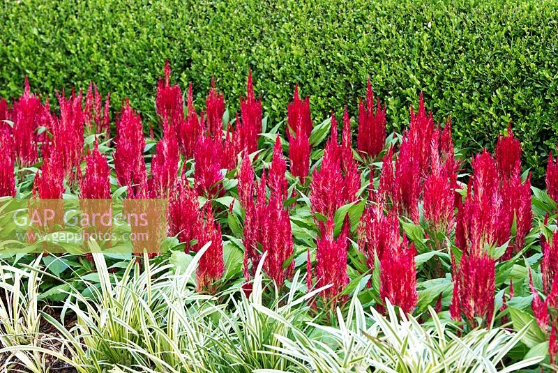 Celosia argentea plumosa 'Fresh Look Red'