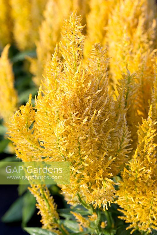 Celosia plumosa 'Century Yellow'