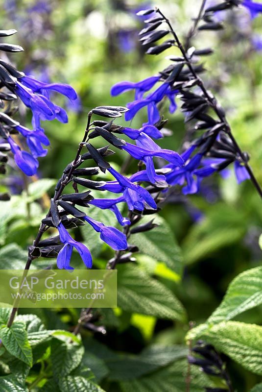 Salvia guaranitica 'Black and Bloom'