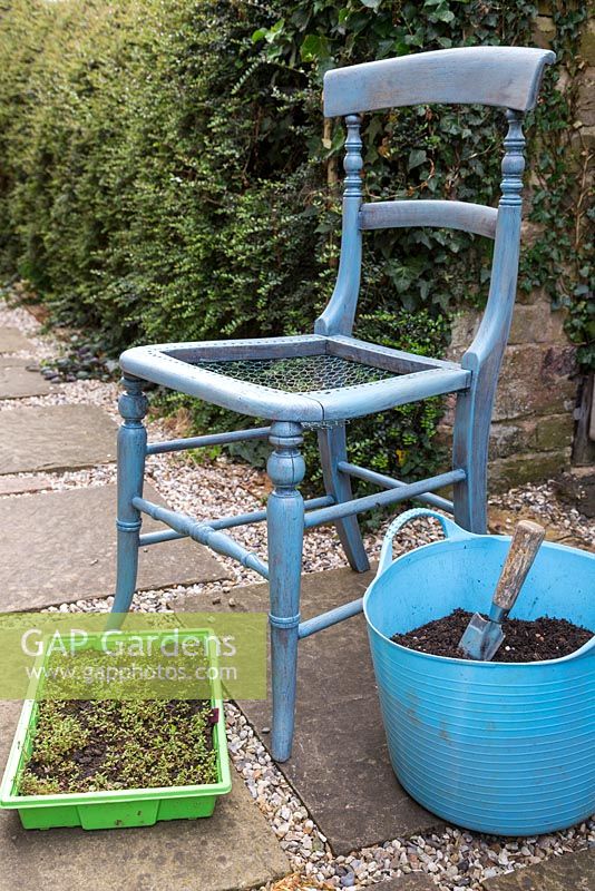 An old wooden chair, compost and a tray of Thymus praecox - Red Creeping Thyme