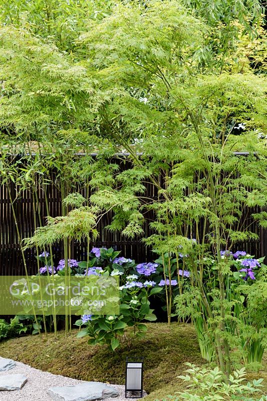 Hampton Court Flower Show 2016. 'A Japanese Summer Garden designed by Saori Imoto