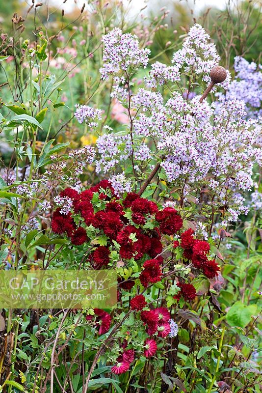 An autumn combination of Chrysanthemum 'Ruby Mound' with Aster cordifolia 'Little Carlow'