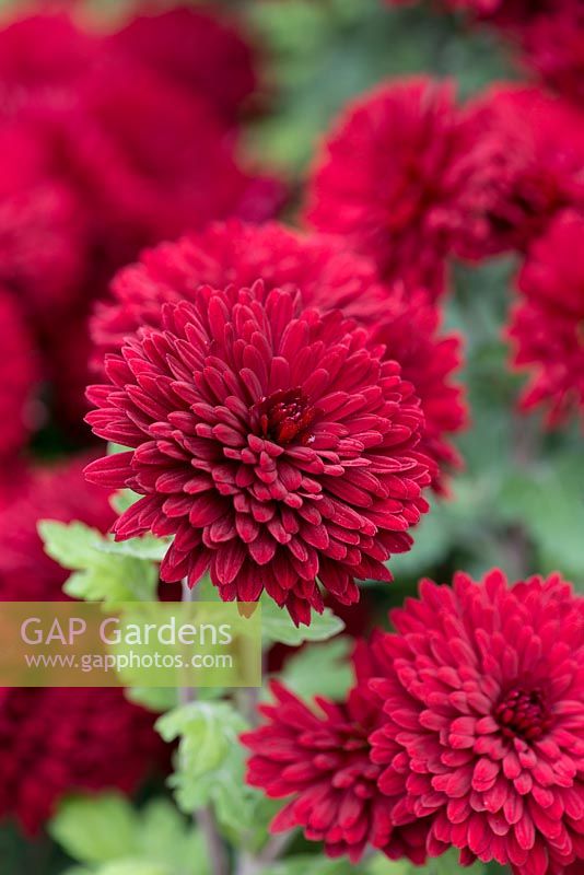 Chrysanthemum 'Ruby Mound', small double flowered perennial, October.