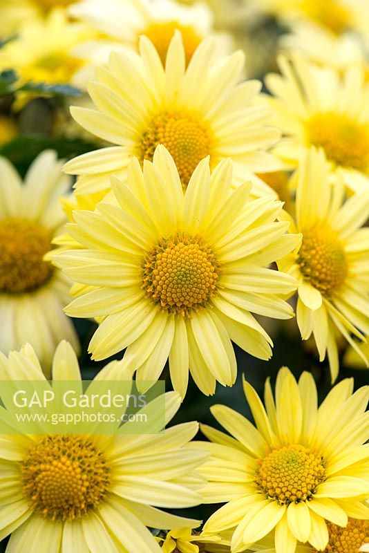 Chrysanthemum 'Early Yellow' an early flowering hardy variety with soft, single flowers.