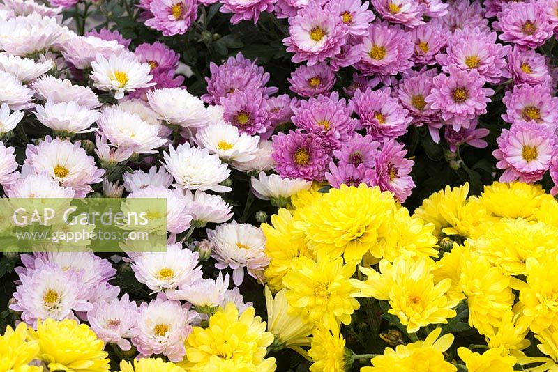Chrysanthemum 'Garden Mums'