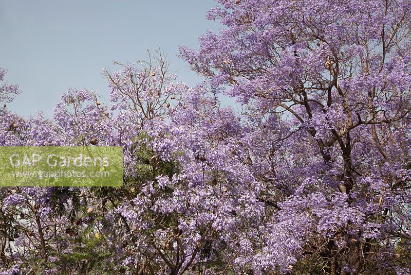  Jacaranda trees in blossom and seed pods