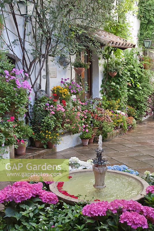 Hydrangea plants surrounding water fountain in courtyard garden, Cordoba, Spain