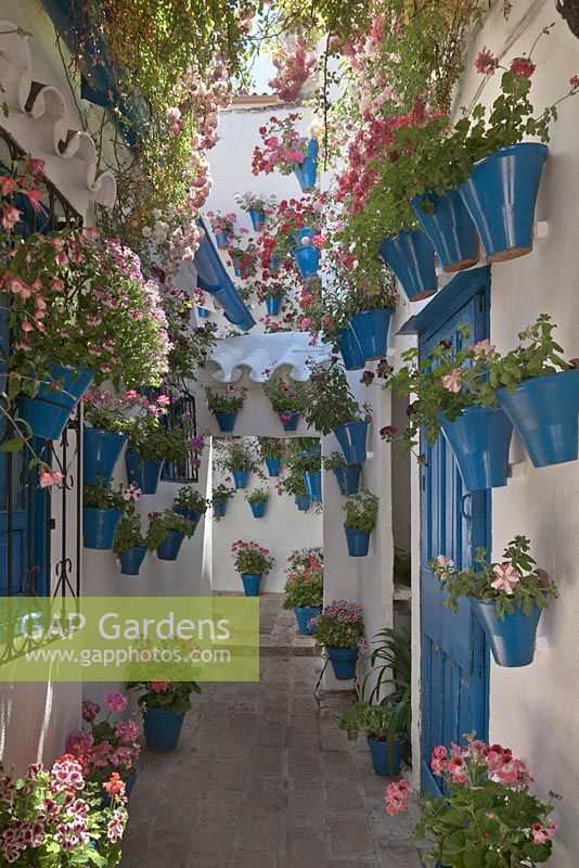 Pelargoniums and petunias in blue painted pots on white house walls in courtyard garden, Cordoba, Spain
