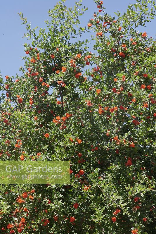 Punica granatum tree in flower - pomegranates