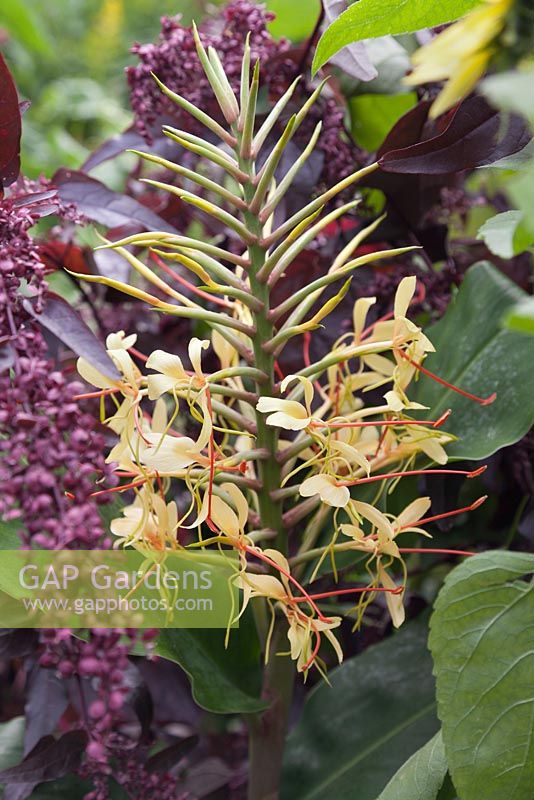 Hedychium gardnerianum - ginger lily - august