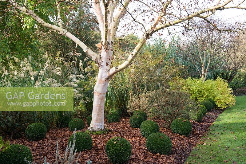 Betula ermanii 'Grayswood Hill' underplanted with balls of Buxus sempervirens and Miscanthus 'Silberfeder', Sir Harold Hillier Gardens, Hampshire
