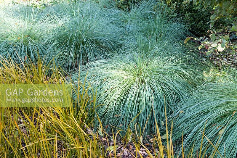 Poa labillardierei - Blue Tussock Grass with Libertia peregrinans
