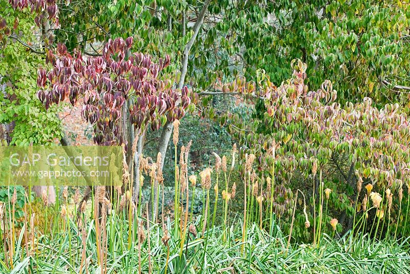 Cornus x dunbarii underplanted with Kniphofia rooperi in Autumn, Sir Harold Hillier Gardens, Hampshire