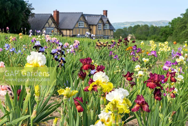 Claire Austin's National Collection of Bearded Irises, overlooked by her home in the Welsh hills.