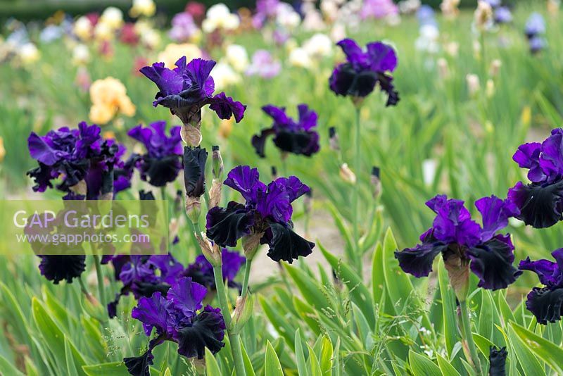 Iris 'Midnight Treat', a tall bearded iris with large purple ruffled standards above velvety, purple black falls and beards. Flowers from May.
