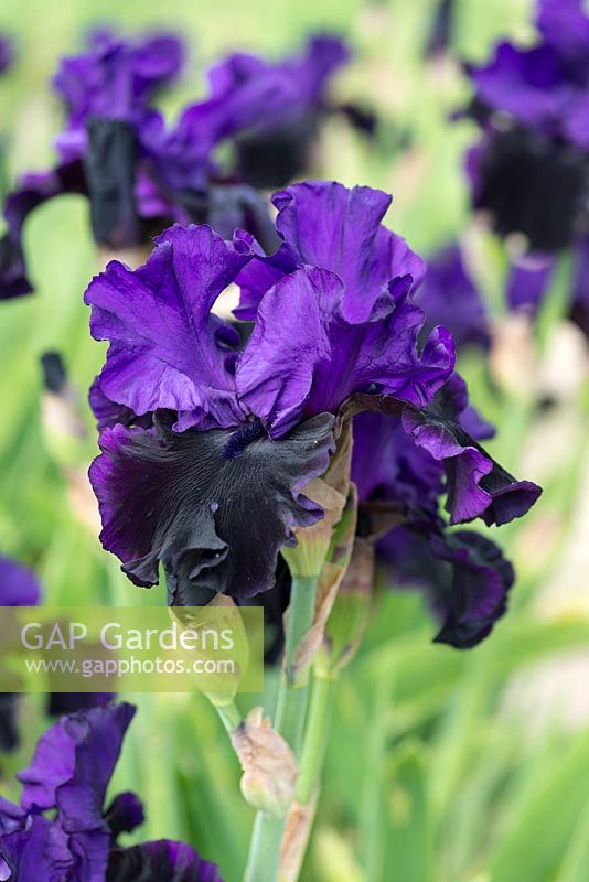 Iris 'Midnight Treat', a tall bearded iris with large purple ruffled standards above velvety, purple black falls and beards. Flowers from May.