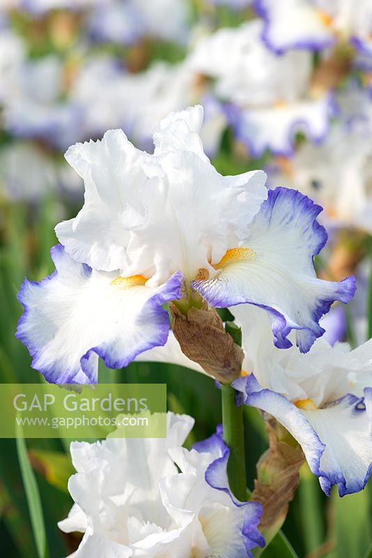 Iris 'Queens Castle', a tall bearded iris with white standards above white ruffled falls edged in violet, and orange beards. Flowers in June.