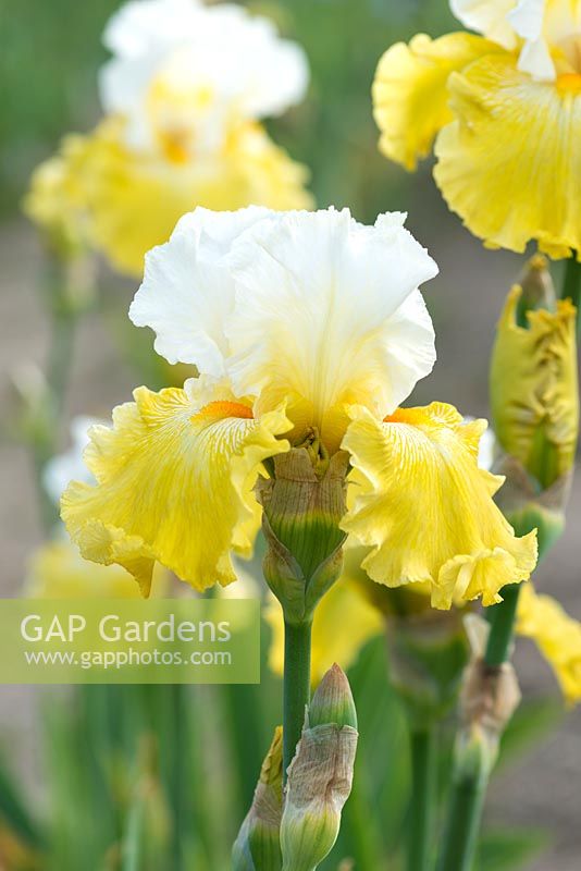 Iris 'Kissed by the Sun', a tall bearded iris with white standards above ruffled yellow falls and beard. Flowers from May.