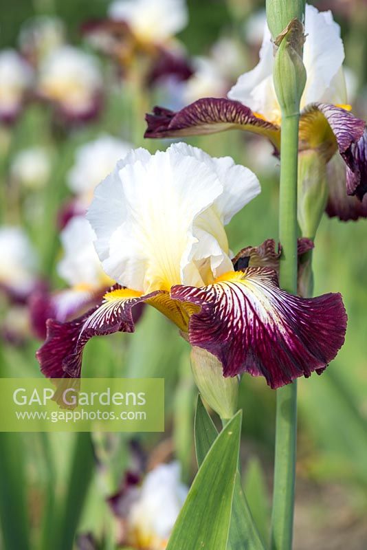 Iris 'Colour Strokes', a tall bearded iris with white falls above maroon streaked falls and yellow beards. Flowers from May.