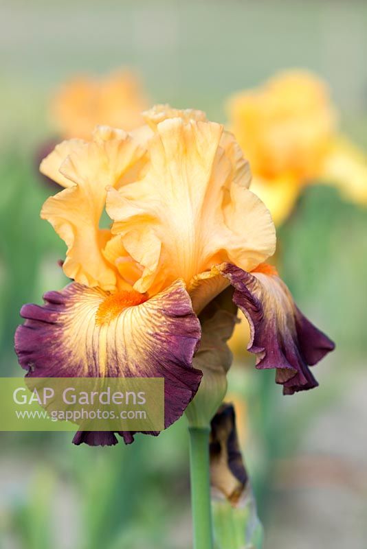 Iris 'Jazz Band', a tall bearded iris with apricot coloured standards above falls edged in maroon, and orange beards. Flowers from May.