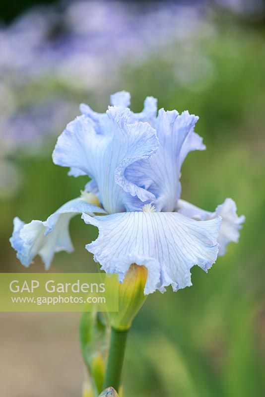 Iris 'Ice Capades', a sweetly scented tall bearded iris with pale blue ruffled flowers. Flowers from May.