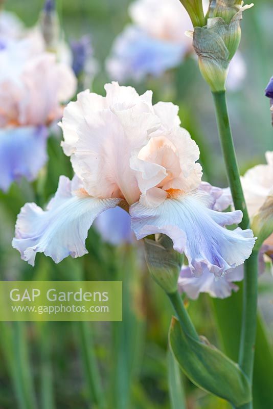 Iris 'Celebration Song', a tall bearded iris with soft apricot pink standards, lavender-blue falls and orange beards. Flowers from May.