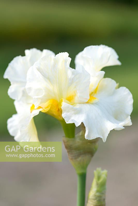 Iris 'Princess Bride', a slightly scented mid season creamy white bearded iris with thick deep orange-yellow beards.