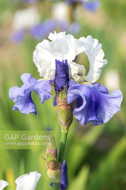 Iris 'Stairway to Heaven', a bearded iris with creamy white standards flushed with lavender, deep lavender-blue falls and white beards just touched with yellow.