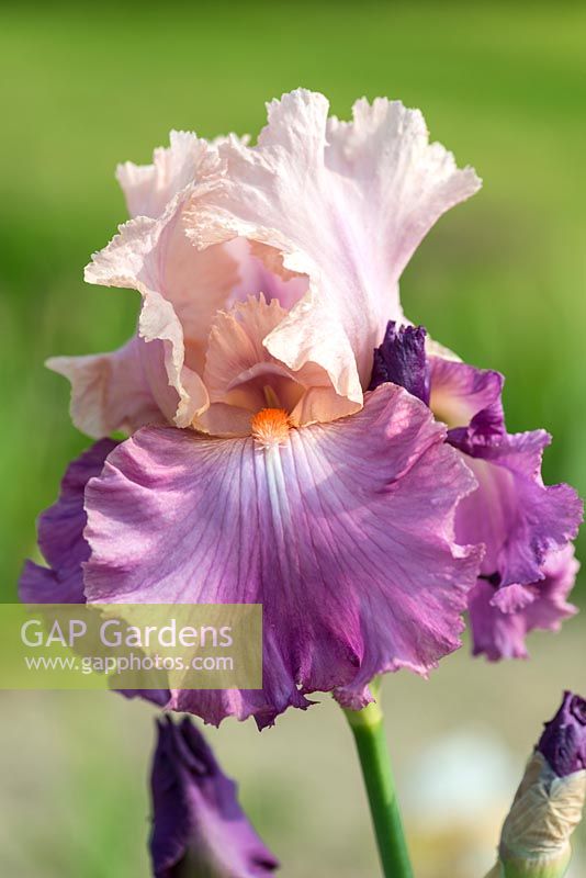 Iris 'Sweet Musette', a tall bearded iris with tangerine beards and light pink-lavender standards.
