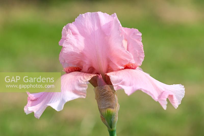 Iris 'Pink Ice', a tall bearded iris with pale pink flowers and vibrant orange beards.