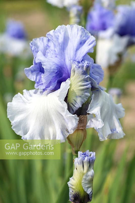 Iris 'Wintry Sky', a heavily scented, tall bearded iris with  ruffled, pale blue flowers with deep blue standards fading around the edges, and light blue beards.  Flowers in June.