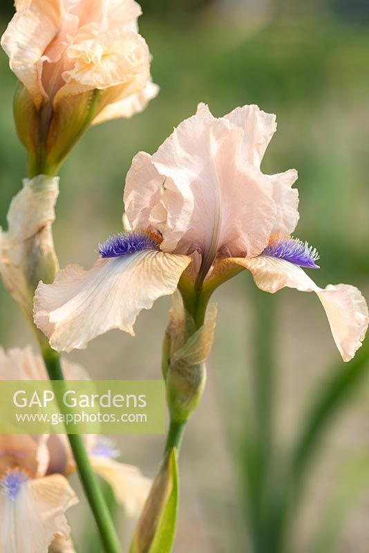 Iris 'Concertina', an intermediate bearded iris with small, ruffled soft pink flowers, and contrasting violet-blue beards. Flowers in June.