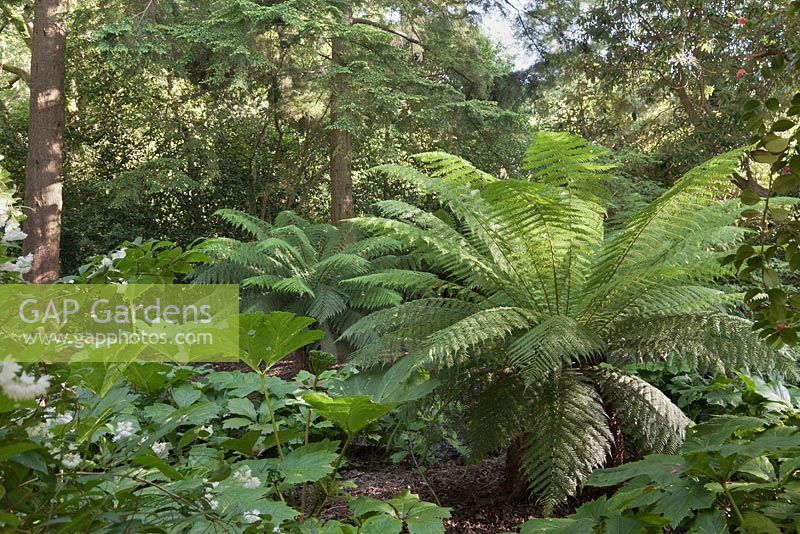 Dicksonia antarctica and rodgersia in woodland glade - June, Clyne Gardens, Swansea, Wales