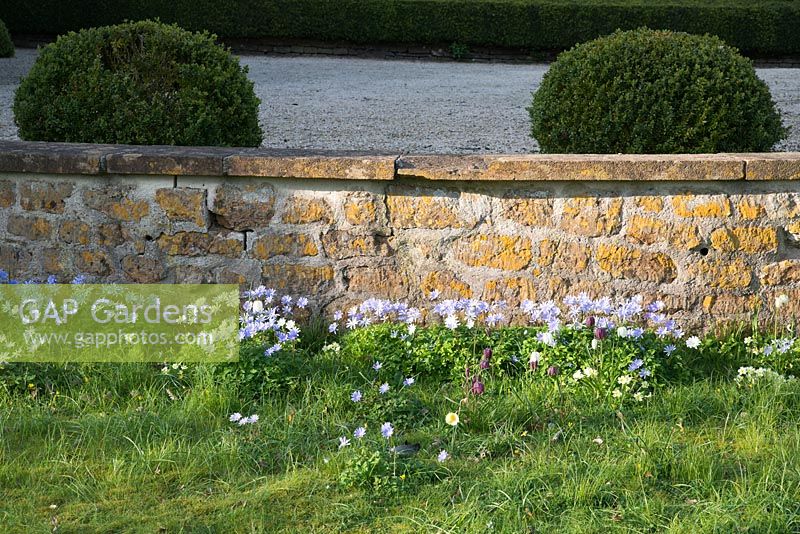 Anemone apennina with Fritillaria meleagris beneath a low stone wall, clipped Buxus balls behind