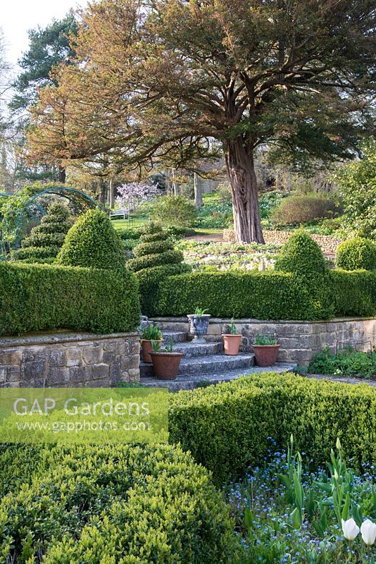 Steps leading from the lower patio, Buxus hedging in foreground with Tulipa and Myosotis, spiral topiary and old Yew tree in background
