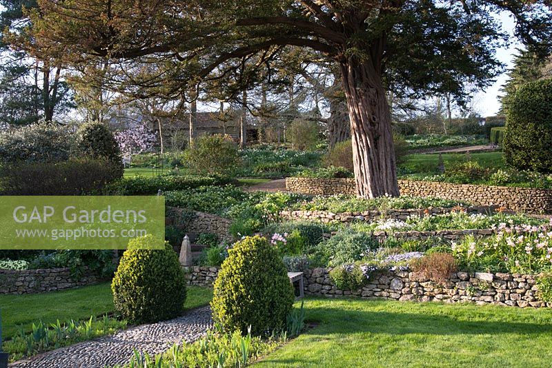 Buxus topiary with cobblestone path between, rockery behind with Tulipa saxatliis, species Tulip under an old Yew tree