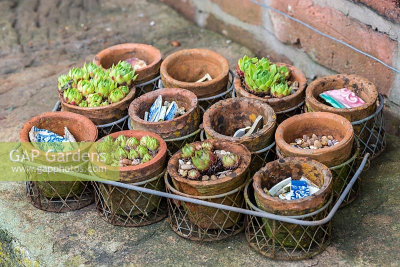 A collection of young Echeveria plants in terracotta pots.