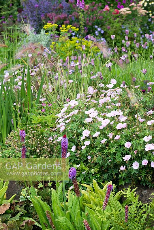 A cottage garden border with Primula vialii and Geranium sanguineum var. striatum