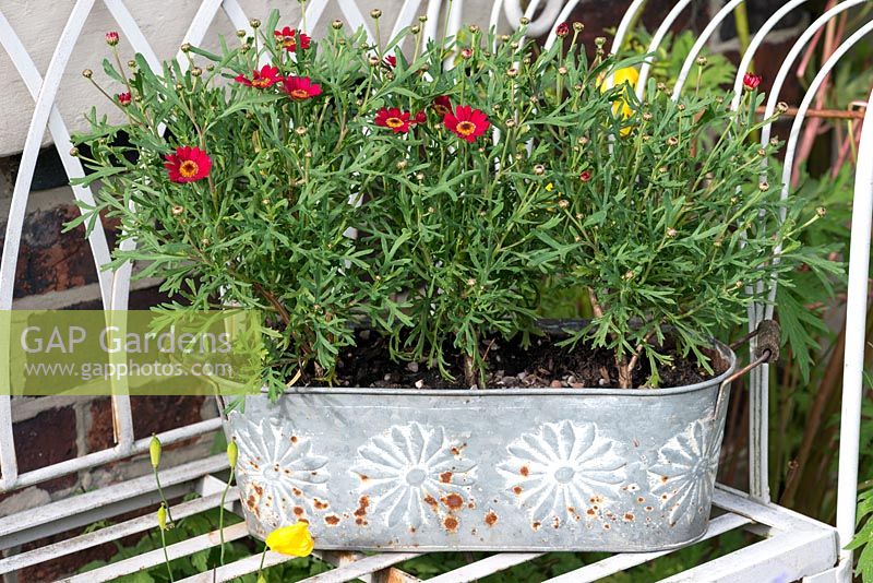 A metal container planted with red Argyranthemum.