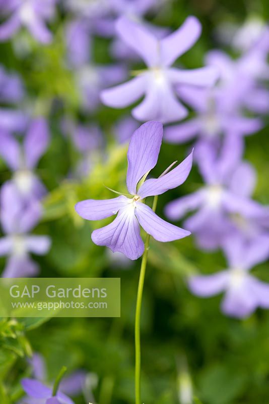 Viola cornuta, horned pansy, a spreading perennial flowering throughout summer.